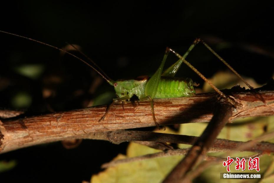三峽大老嶺自然保護區發現3種昆蟲新物種