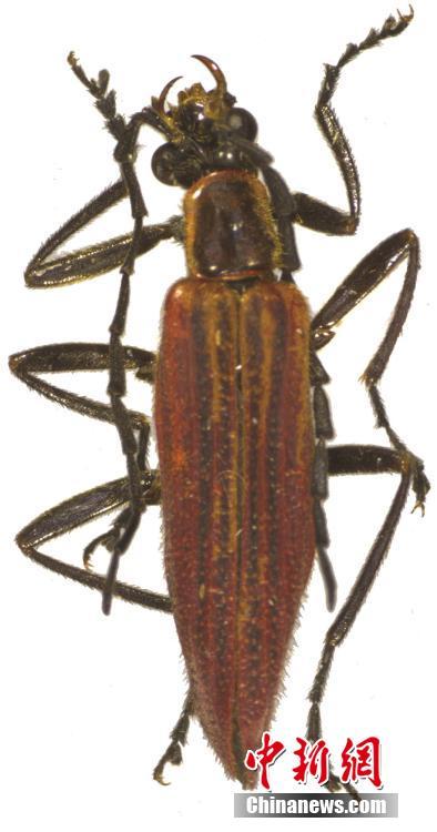 三峽大老嶺自然保護區發現3種昆蟲新物種