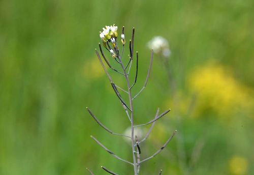 韓媒：研究發現植物轉移糖分免疫機制