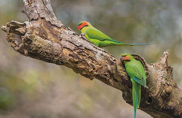 呼吸自由的味道 澳洲珀努盧盧國家公園