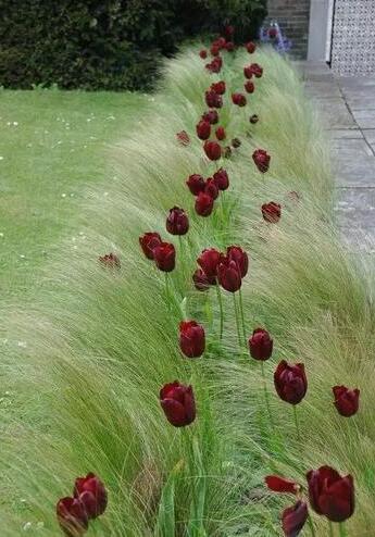 花園種植設計：花園里種出來的“音樂”