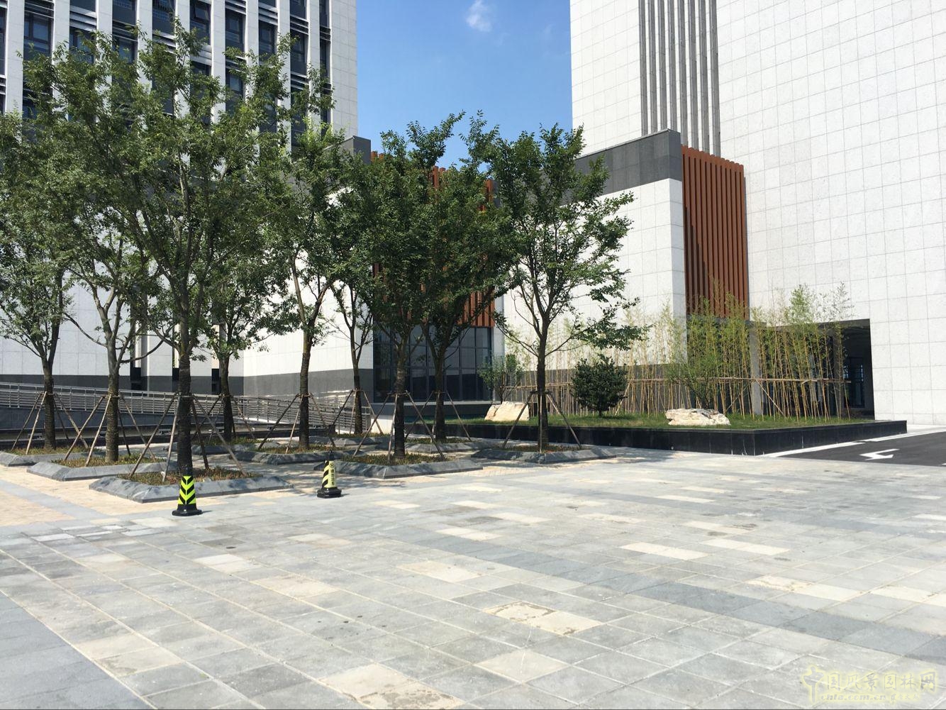 2016園冶杯:安徽城鄉規劃大廈景觀綠化工程