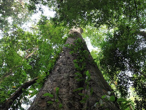 世界奇妙植物大觀 德國科學家發(fā)現(xiàn)非洲最高的樹