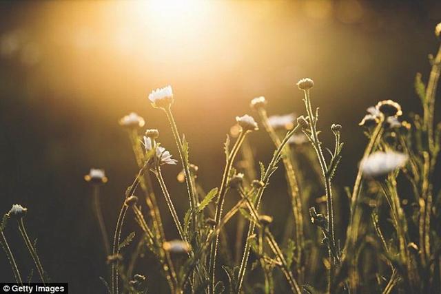 最新研究顯示植物像人類一樣具有學(xué)習(xí)能力