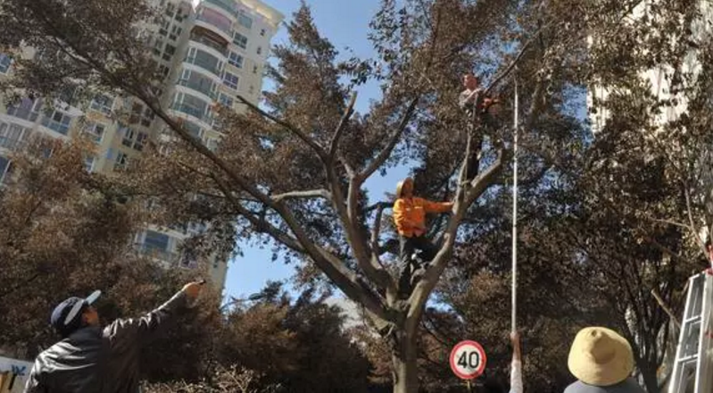 昆明綠化擬推38個樹種 摒棄外來樹種