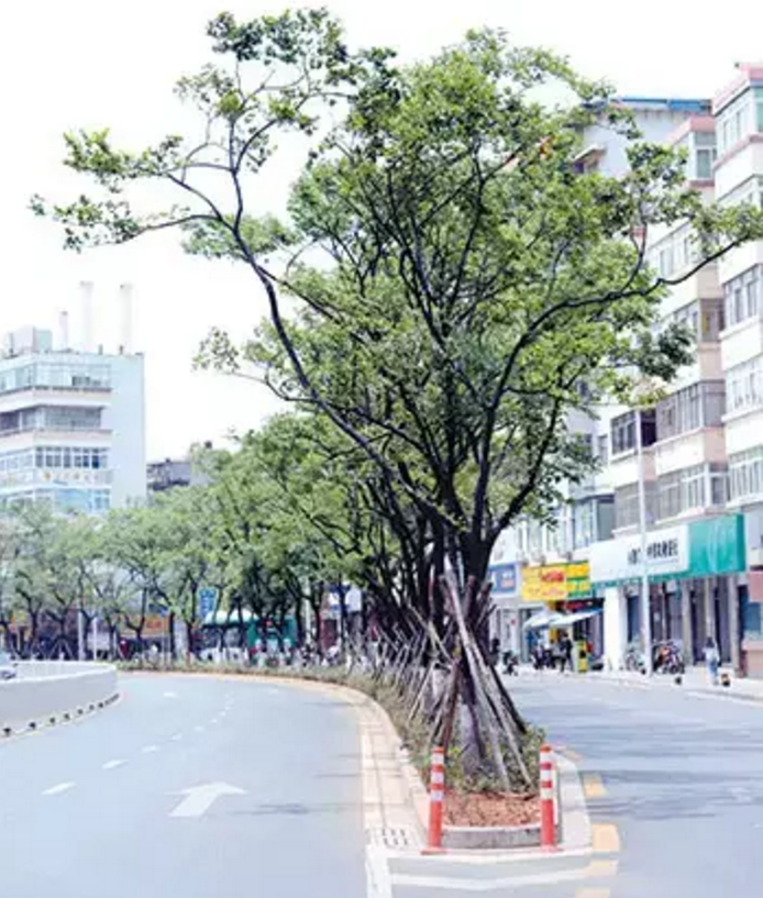 昆明綠化擬推38個樹種 摒棄外來樹種