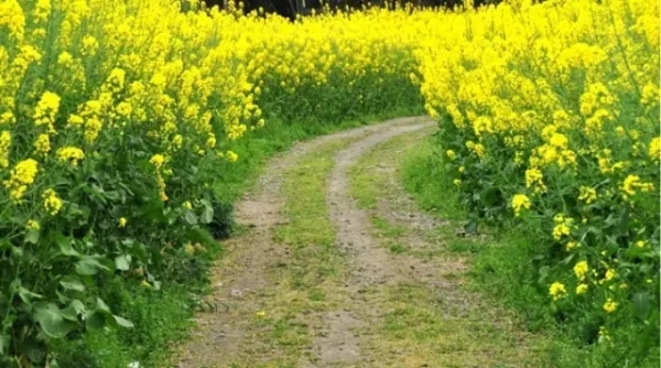風景如畫的道路景觀