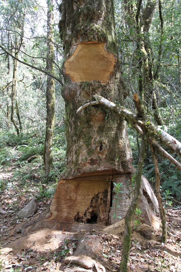 中緬共同研討生物多樣性保護問題