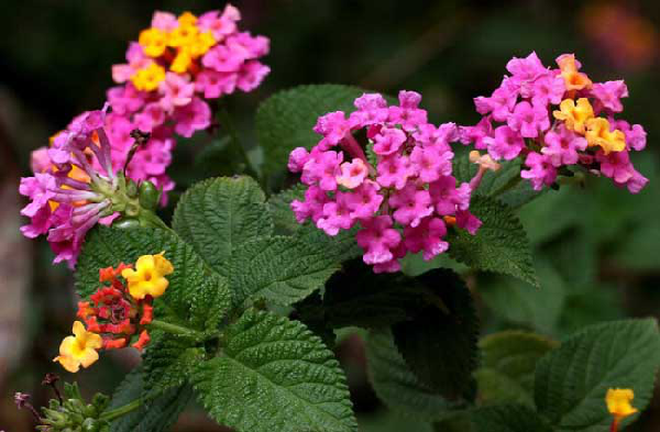 植物抗蟲性：打造最完美的“防御措施”