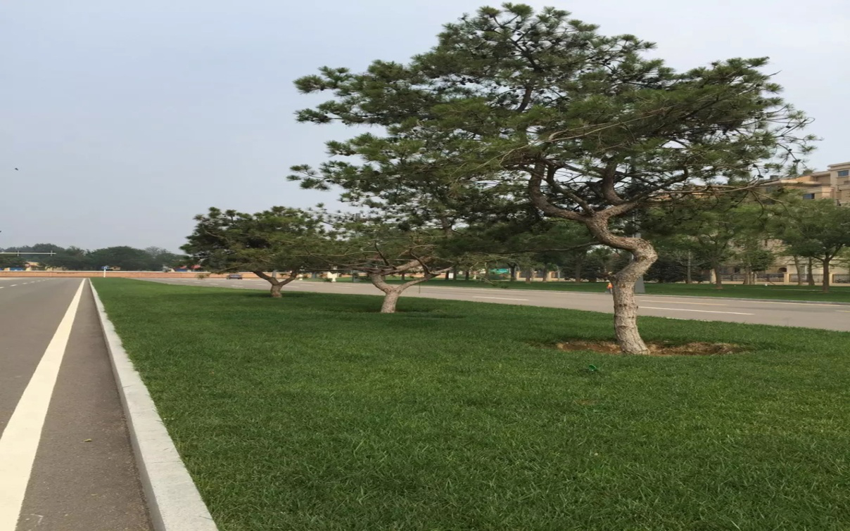 熱烈祝森源達(dá)園林成為CHLA理事單位