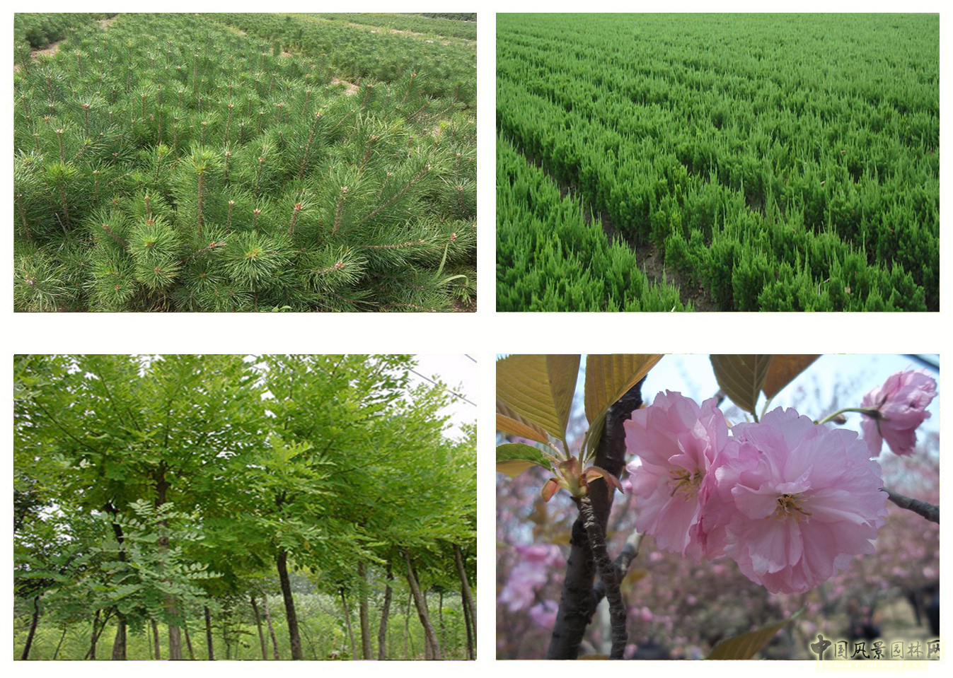 熱烈祝森源達(dá)園林成為CHLA理事單位