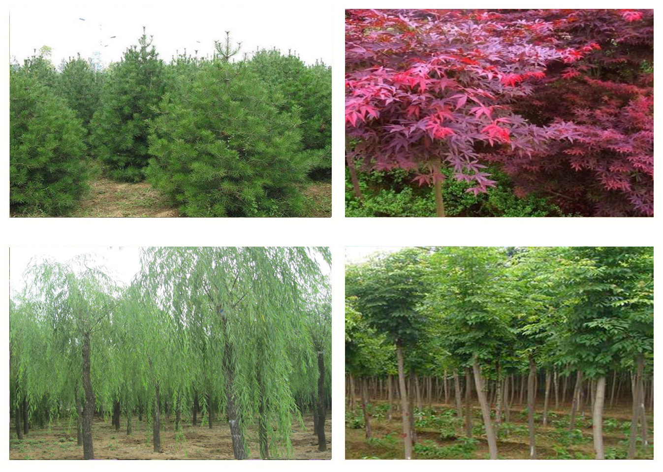 熱烈祝森源達(dá)園林成為CHLA理事單位