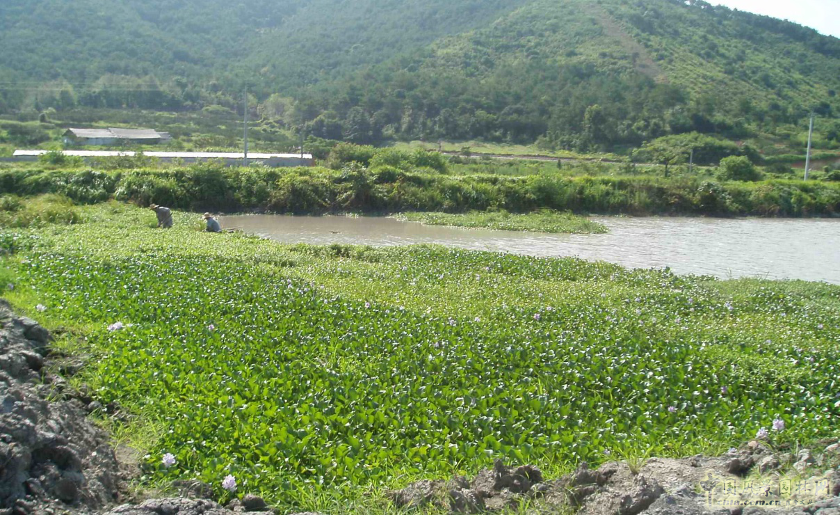 熱烈祝森源達(dá)園林成為CHLA理事單位