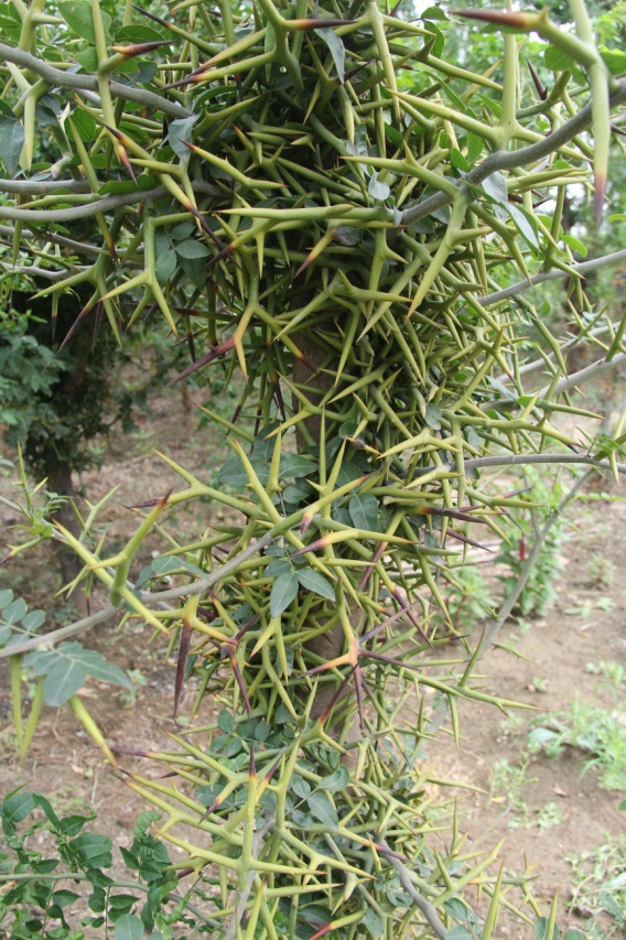 兩個皂莢新品種被授予國家植物新品種權(quán)