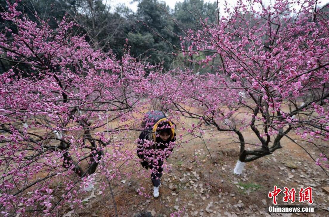 湖南省植物園千株梅花開 市民賞梅迎春