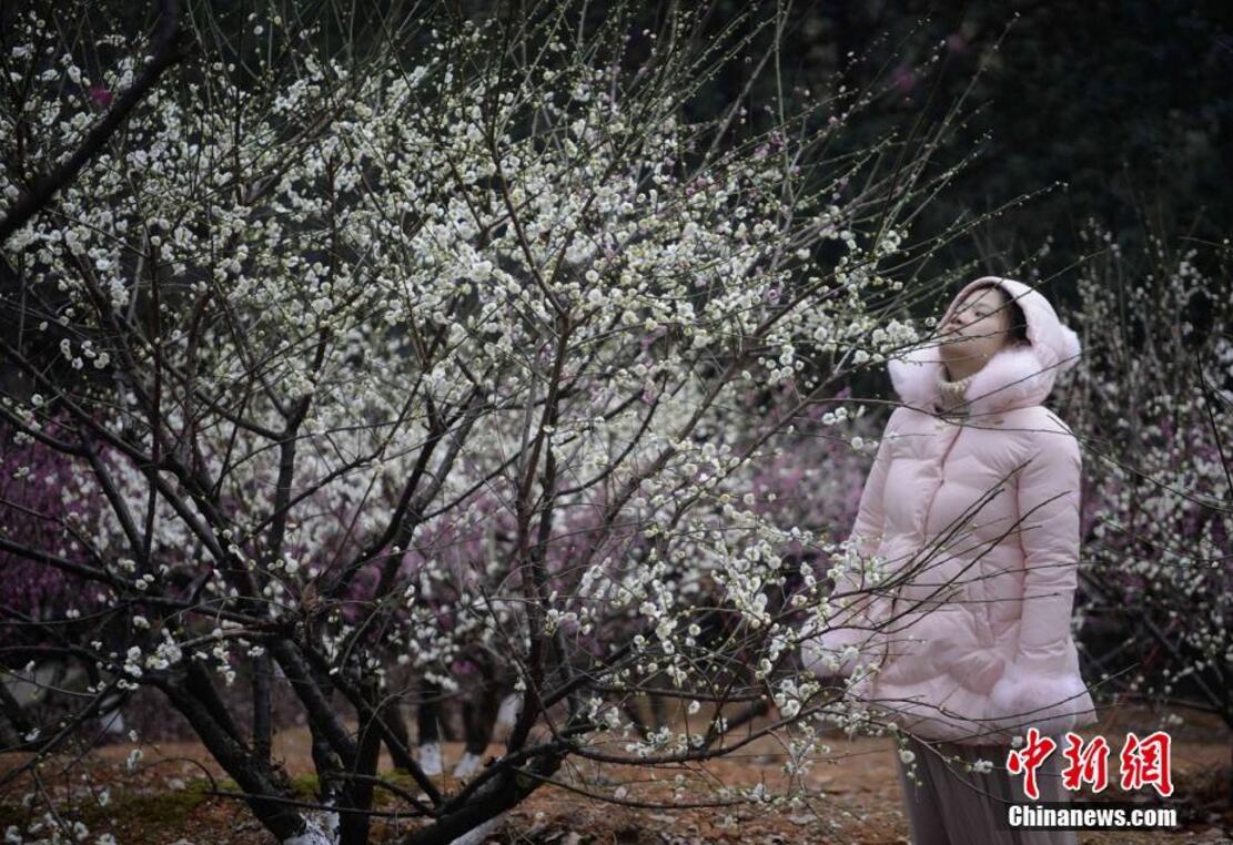 湖南省植物園千株梅花開 市民賞梅迎春