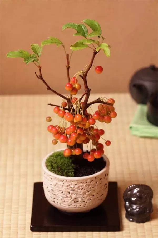 驚艷的水果盆栽