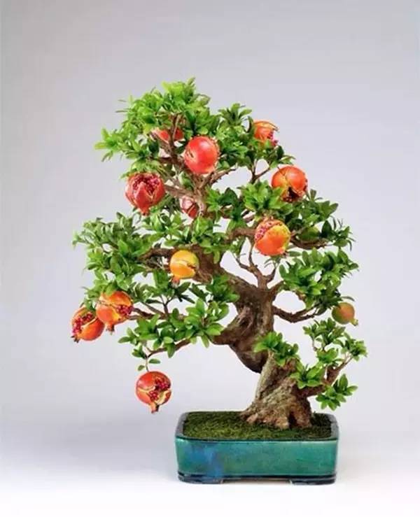 驚艷的水果盆栽