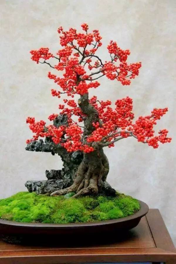 驚艷的水果盆栽