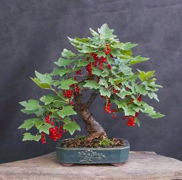 驚艷的水果盆栽