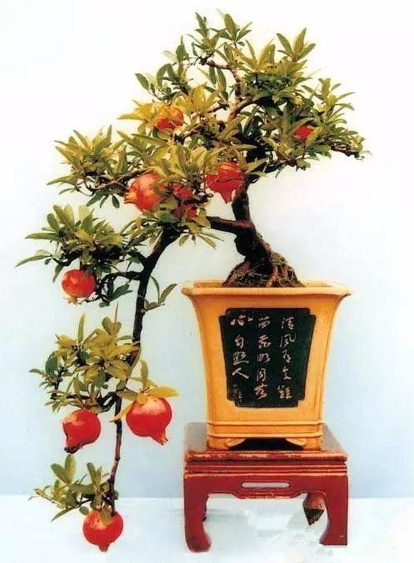 驚艷的水果盆栽