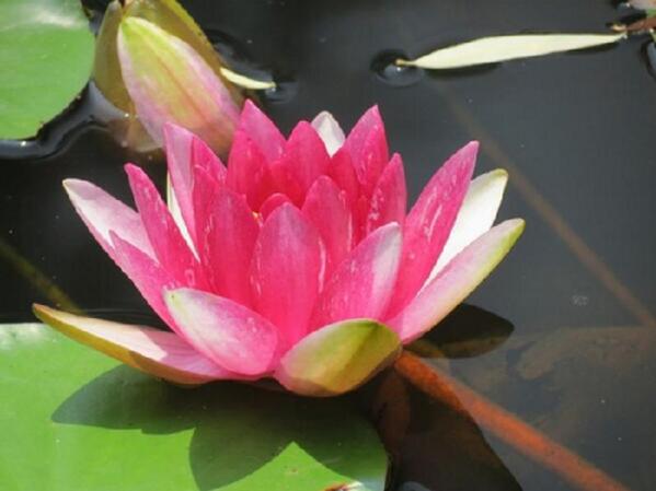 西安科學家培育睡蓮新品種“天賜”