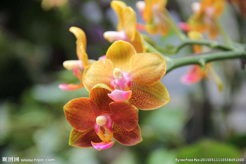 適合情人節送的花及送花寓意盤點