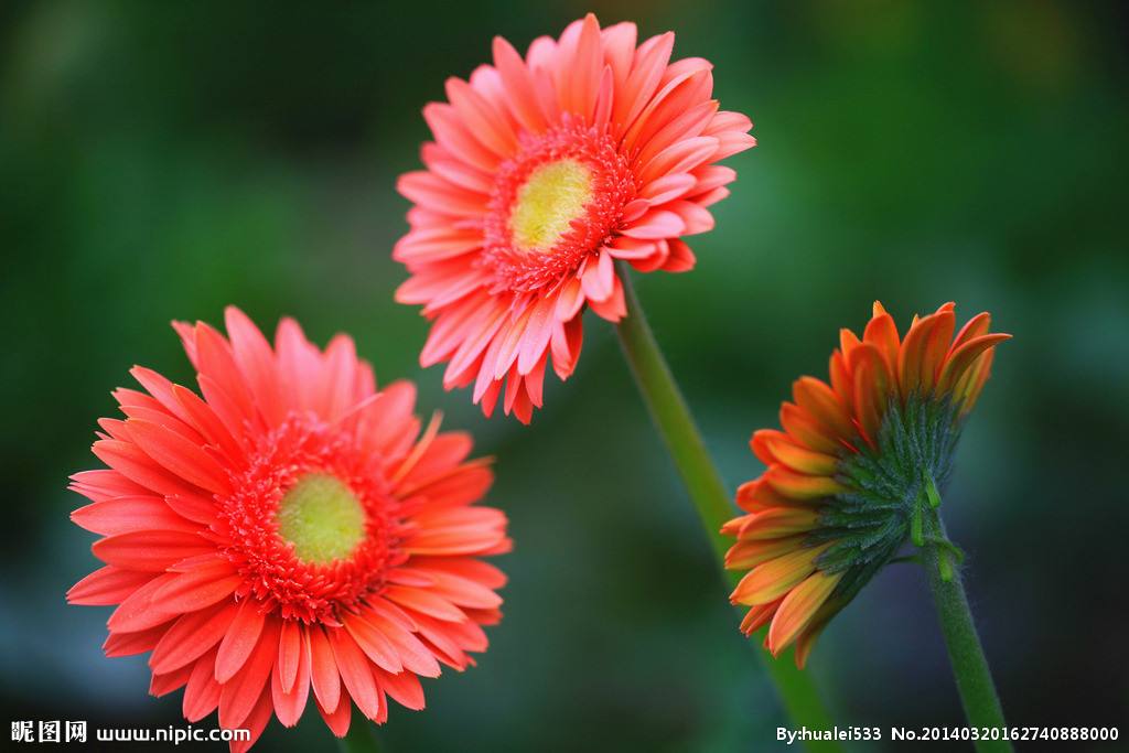 適合情人節送的花及送花寓意盤點