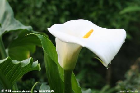 適合情人節送的花及送花寓意盤點