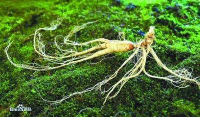 瀕危野生植物 不保護將滅絕