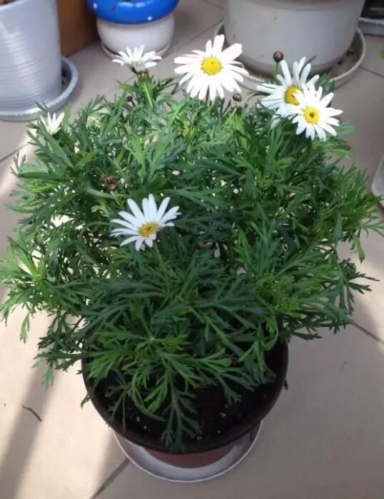 春季家庭適宜種植的花卉