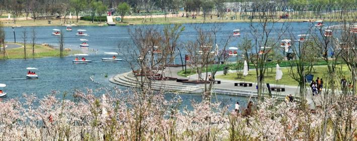 滬兩大植物園早櫻即將盛放