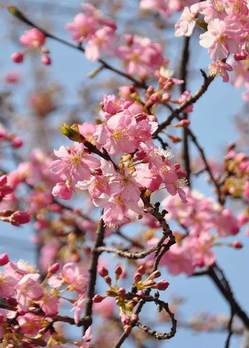 滬兩大植物園早櫻即將盛放
