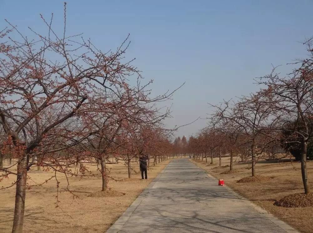 滬兩大植物園早櫻即將盛放