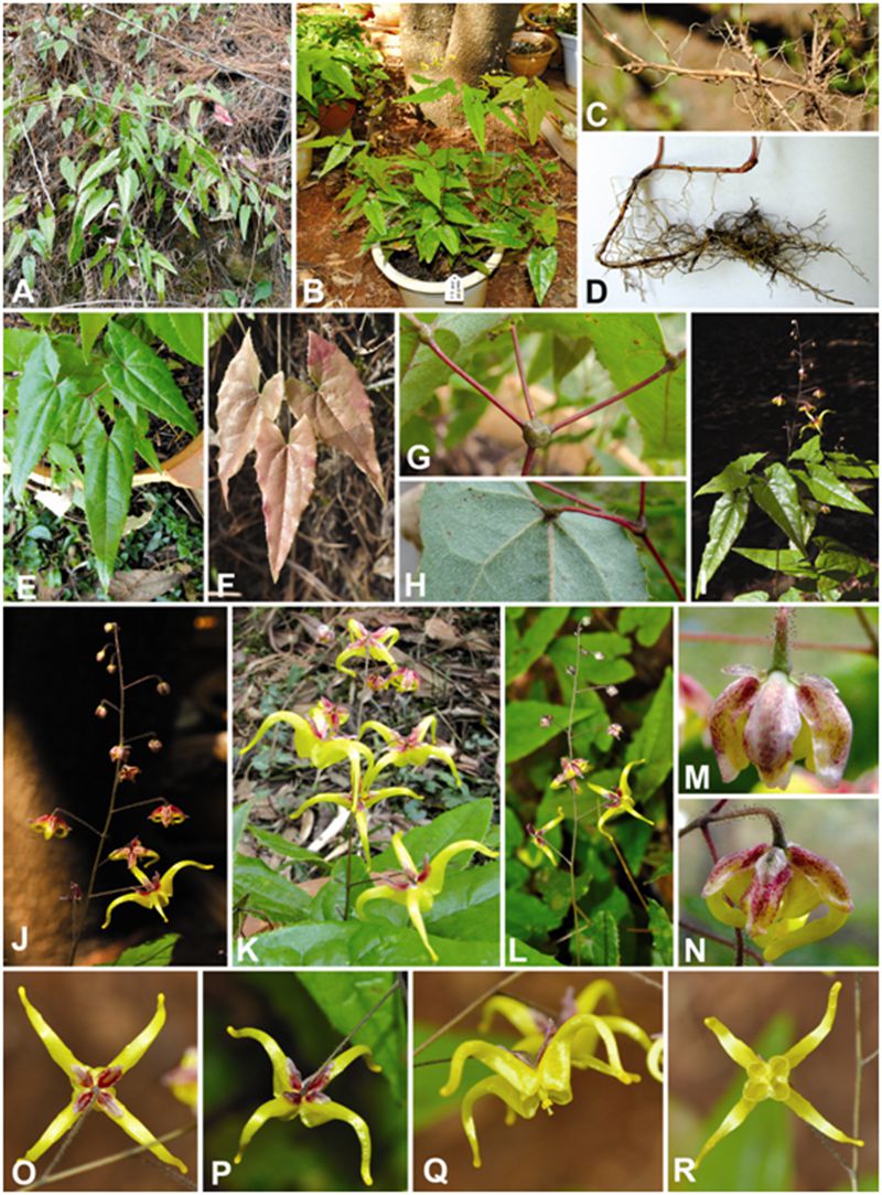 武漢植物園發現并發表淫羊藿屬植物新種