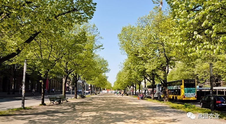 何為“世界五大行道樹”?