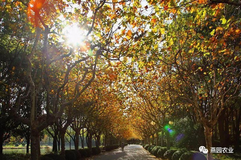 何為“世界五大行道樹”？