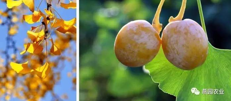 何為“世界五大行道樹”?