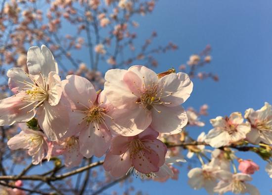 上海植物園發布3月上旬花訊