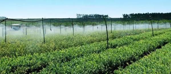 苗木長久經(jīng)營，這些趨勢應(yīng)該看清