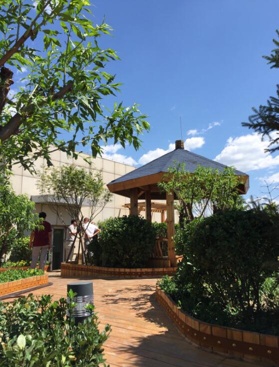 北大國(guó)際醫(yī)院屋頂綠化新工藝的探索