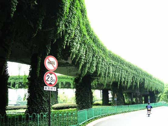 立體綠化：提升城市綠色“肚量”的利器