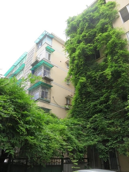 立體綠化：提升城市綠色“肚量”的利器