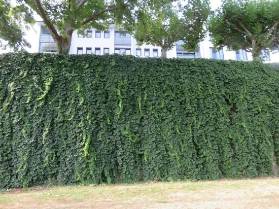 立體綠化:提升城市綠色“肚量”的利器