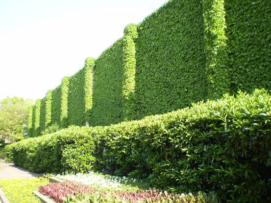 立體綠化:提升城市綠色“肚量”的利器