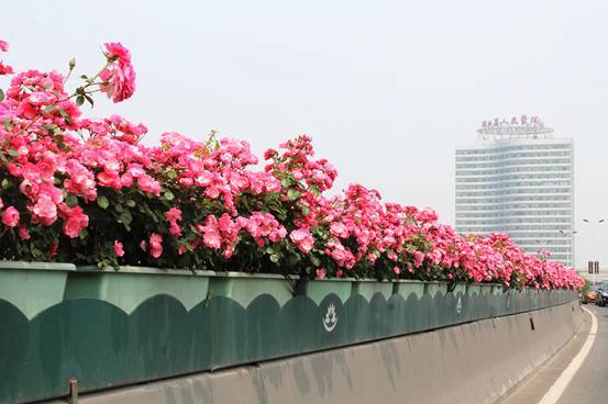 立體綠化：提升城市綠色“肚量”的利器