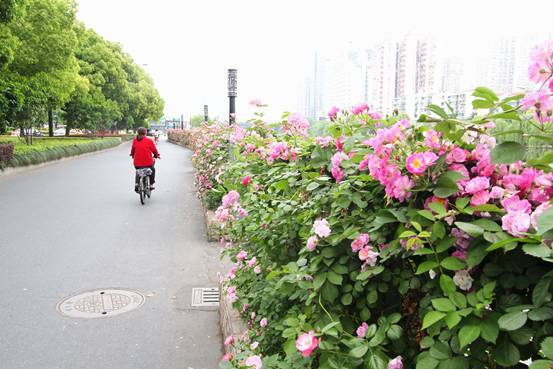 立體綠化：提升城市綠色“肚量”的利器