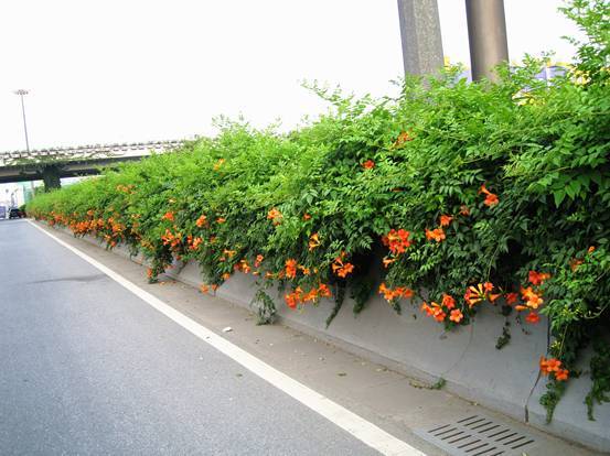 立體綠化:提升城市綠色“肚量”的利器