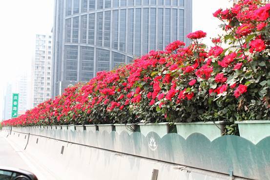 立體綠化:提升城市綠色“肚量”的利器