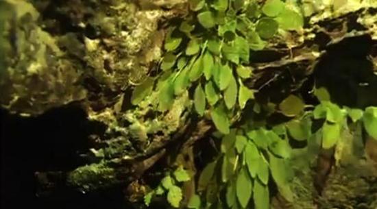 全球首次發現！這種植物重慶獨有，數量稀少